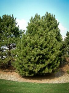 Сосна Чёрная (Pinus Nigra) купить по цене от 270.00р. в интернет-магазине «Посадика» с доставкой почтой в в Луховицые и по всей России – [изображение №1].