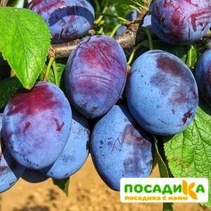 Слива Чачакская ранняя купить по цене от 229.00р. в интернет-магазине «Посадика» с доставкой почтой в в Луховицые и по всей России – [изображение №1].