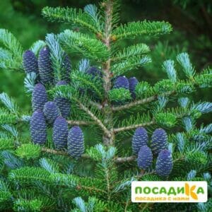 Пихта корейская (Abies koreana) купить по цене от 450.00р. в интернет-магазине «Посадика» с доставкой почтой в в Луховицые и по всей России – [изображение №1].