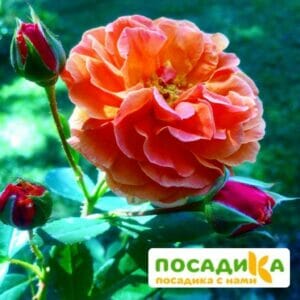 Роза Арабия купить по цене от 350.00р. в интернет-магазине «Посадика» с доставкой почтой в в Луховицые и по всей России – [изображение №1].