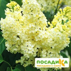 Сирень Примроуз (Primrose) купить по цене от 529.00р. в интернет-магазине «Посадика» с доставкой почтой в в Луховицые и по всей России – [изображение №1].