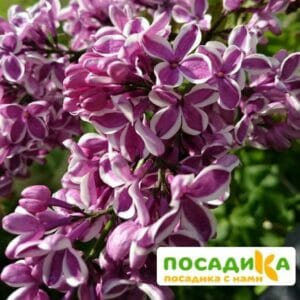 Сирень Сенсация купить по цене от 529.00р. в интернет-магазине «Посадика» с доставкой почтой в в Луховицые и по всей России – [изображение №1].