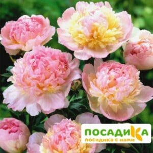 Пион Распберри Сандей (Paeonia Raspberry Sundae) купить по цене от 959р. в интернет-магазине «Посадика» с доставкой почтой в в Луховицые и по всей России – [изображение №1].