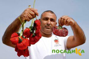 Клубника Гигант Джорнея купить по цене от 266р. в интернет-магазине «Посадика» с доставкой почтой в в Луховицые и по всей России – [изображение №1].