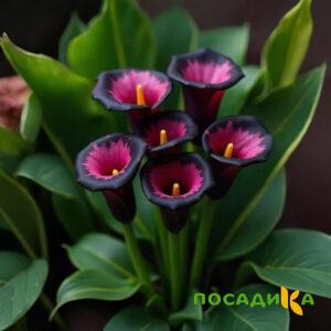 Калла Аура Лейс купить по цене от 400р. в интернет-магазине «Посадика» с доставкой почтой в в Луховицые и по всей России – [изображение №1].