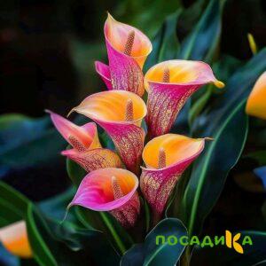 Калла Оникс купить по цене от 450р. в интернет-магазине «Посадика» с доставкой почтой в в Луховицые и по всей России – [изображение №1].