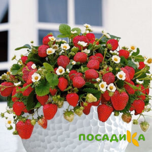 Клубника Рубиновый Шепот (горшечная) купить по цене от 240р. в интернет-магазине «Посадика» с доставкой почтой в в Луховицые и по всей России – [изображение №1].