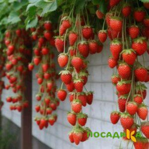 Клубника вьющаяся Комплимент купить по цене от 470р. в интернет-магазине «Посадика» с доставкой почтой в в Луховицые и по всей России – [изображение №1].