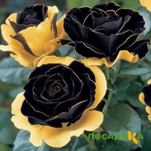 Роза Ханни Сикл купить по цене от 700р. в интернет-магазине «Посадика» с доставкой почтой в в Луховицые и по всей России – [изображение №1].