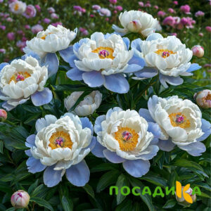 Пион акварельный Этюд купить по цене от 806р. в интернет-магазине «Посадика» с доставкой почтой в в Луховицые и по всей России – [изображение №1].