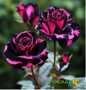 Роза Багровый Шепот купить по цене от 366р. в интернет-магазине «Посадика» с доставкой почтой в в Луховицые и по всей России – [изображение №1].