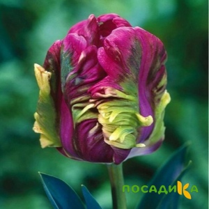 Тюльпан Экзотик Хэвен купить по цене от 186р. в интернет-магазине «Посадика» с доставкой почтой в в Луховицые и по всей России – [изображение №1].